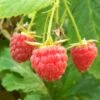 Polka Raspberry Plants 1 Polka Raspberry Plants -Soft Fruit Paradise FRU0029 2