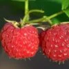 Malling Leo Raspberry Plants 2 Malling Leo Raspberry Plants -Soft Fruit Paradise FRU0030 1