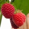 Malling Admiral Raspberry Plants 1 Malling Admiral Raspberry Plants -Soft Fruit Paradise FRU0032 1