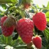 Joan J Raspberry Plants -Soft Fruit Paradise FRU0034 2