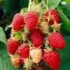 Glen Prosen Raspberry Plants 2 Glen Prosen Raspberry Plants -Soft Fruit Paradise FRU0036 2