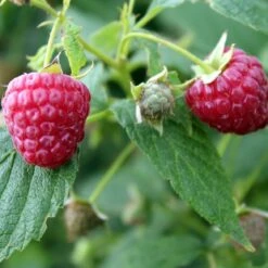 Award Winning Raspberry Canes | Growers' Choice 11 Award Winning Raspberry Canes | Growers' Choice -Soft Fruit Paradise FRU0039 1 493da097 e491 462e 81ee 19f087484cc0