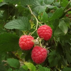 Autumn Bliss Raspberry Plants 12 Autumn Bliss Raspberry Plants -Soft Fruit Paradise FRU0041 3