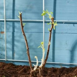 Autumn Bliss Raspberry Plants 11 Autumn Bliss Raspberry Plants -Soft Fruit Paradise FRU0041 4