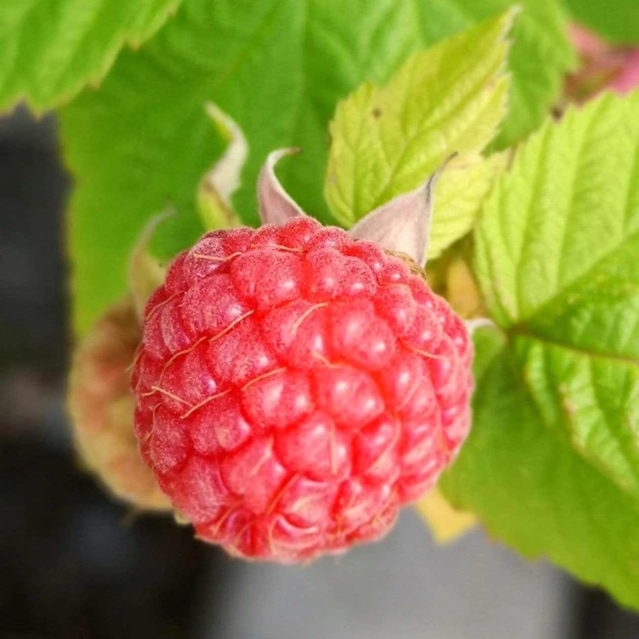 Award Winning Raspberry Canes | Growers' Choice 7 Award Winning Raspberry Canes | Growers' Choice - Image 5