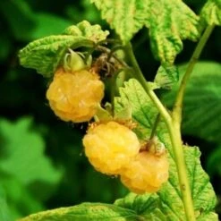 All Gold Raspberry Plants 8 All Gold Raspberry Plants -Soft Fruit Paradise FRU0044 2 540x 8d3cb59b 8326 4192 996d 35f1b0521248