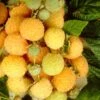 All Gold Raspberry Plants 2 All Gold Raspberry Plants -Soft Fruit Paradise FRU0044 3
