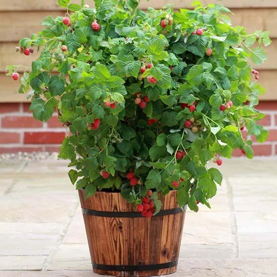 'Yummy' Patio Raspberry Plant 3 'Yummy' Patio Raspberry Plant