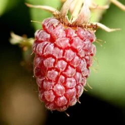 Thornless Loganberry Plant -Soft Fruit Paradise FRU0051 1