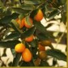 Kumquat Tree | Grafted Mini-Stem -Soft Fruit Paradise FRU0055 1