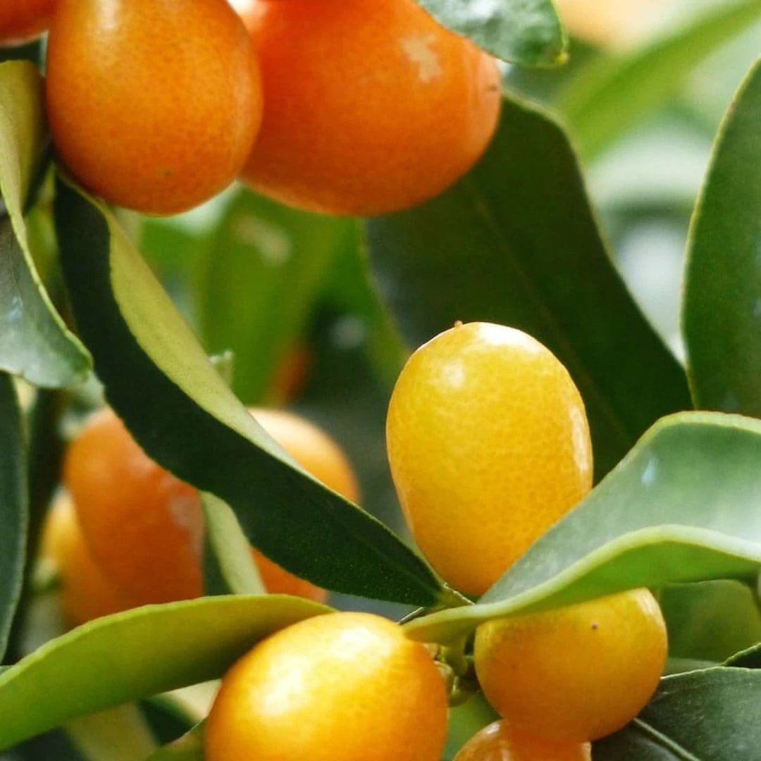 Kumquat Tree | Grafted Mini-Stem 4 Kumquat Tree | Grafted Mini-Stem - Image 2