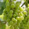 'Superior Seedless' Outdoor Grape Vine 1 'Superior Seedless' Outdoor Grape Vine -Soft Fruit Paradise FRU0064 1