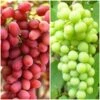Seedless Outdoor Grape Collection 1 Seedless Outdoor Grape Collection -Soft Fruit Paradise FRU0065 1
