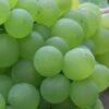 'Phoenix' Outdoor Grape Vine 2 'Phoenix' Outdoor Grape Vine -Soft Fruit Paradise FRU0066 1 c010f1b4 209f 499c 8986 6bace601a79d