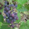 'Muscat Blue' Grape Vine 2 'Muscat Blue' Grape Vine -Soft Fruit Paradise FRU0068 1