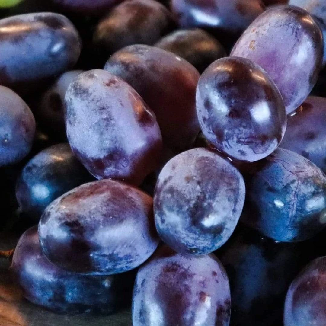 'Muscat Blue' Grape Vine 4 'Muscat Blue' Grape Vine - Image 2