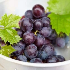 'Muscat Blue' Grape Vine 7 'Muscat Blue' Grape Vine -Soft Fruit Paradise FRU0068 3