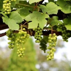 'Lakemont' Seedless Outdoor Grape Vine 7 'Lakemont' Seedless Outdoor Grape Vine -Soft Fruit Paradise FRU0069 2
