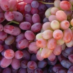 'Crimson Seedless' Grape Vine -Soft Fruit Paradise FRU0070 2