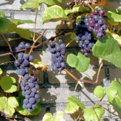 'Boskoop Glory' Seedless Outdoor Grape Vine 9 'Boskoop Glory' Seedless Outdoor Grape Vine -Soft Fruit Paradise FRU0071 3