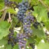 'Black Hamburgh' Indoor Grape Vine 1 'Black Hamburgh' Indoor Grape Vine -Soft Fruit Paradise FRU0073 4