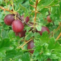 Hinnonmaki Red Gooseberry Bush 7 Hinnonmaki Red Gooseberry Bush -Soft Fruit Paradise FRU0075 2
