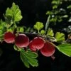 Hinnonmaki Red Gooseberry Bush 2 Hinnonmaki Red Gooseberry Bush -Soft Fruit Paradise FRU0075 4