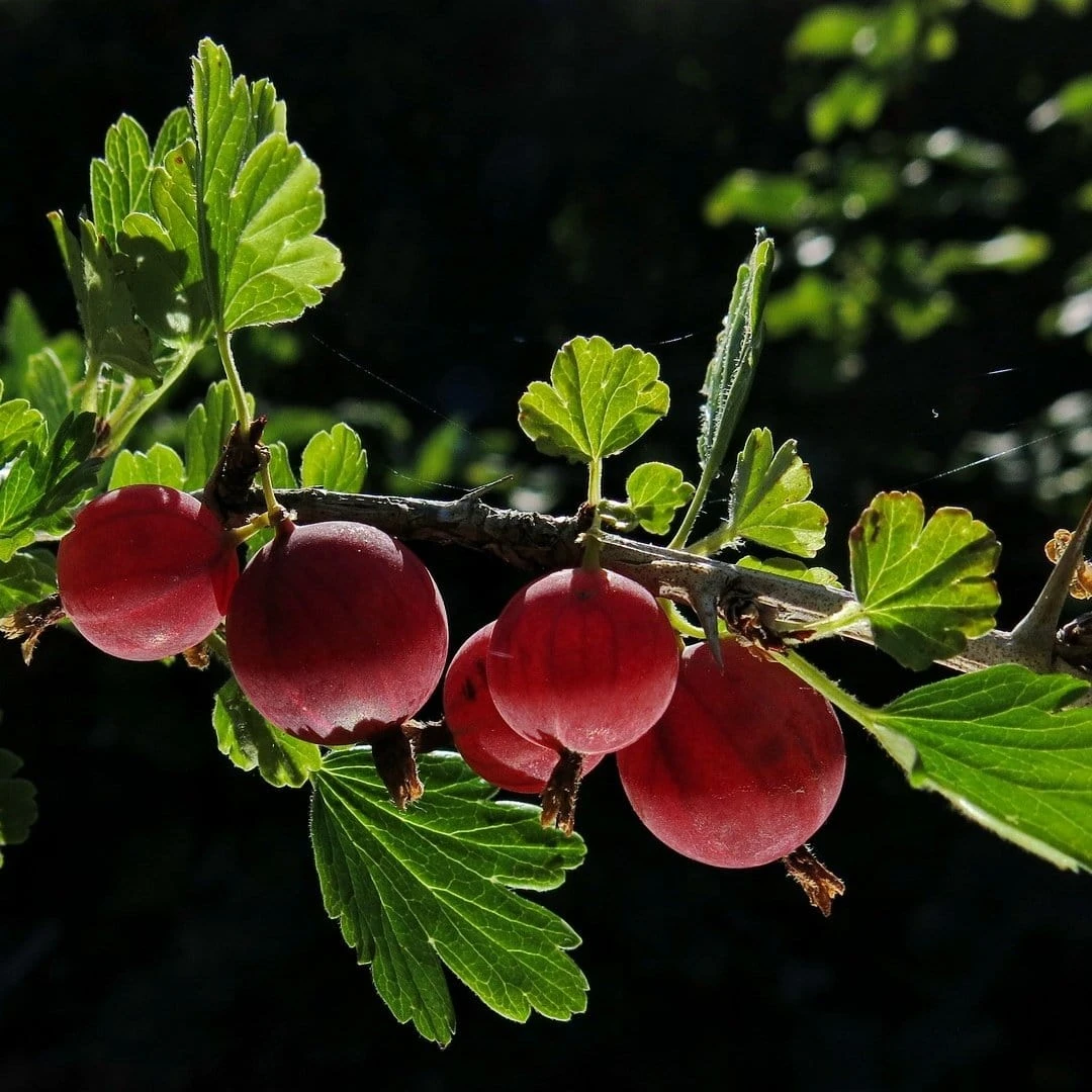 Hinnonmaki Red Gooseberry Bush 3 Hinnonmaki Red Gooseberry Bush