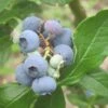 Patriot Blueberry Bush 1 Patriot Blueberry Bush -Soft Fruit Paradise FRU0086 1