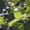Herbert Blueberry Bush 2 Herbert Blueberry Bush -Soft Fruit Paradise FRU0087 1