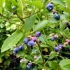 Goldtraube Blueberry Bush 1 Goldtraube Blueberry Bush -Soft Fruit Paradise FRU0088 1