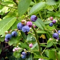 Goldtraube Blueberry Bush 6 Goldtraube Blueberry Bush -Soft Fruit Paradise FRU0088 2