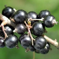 Ben Connan Blackcurrant Bush 7 Ben Connan Blackcurrant Bush -Soft Fruit Paradise FRU0093 1