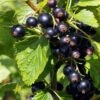 Ben Connan Blackcurrant Bush 2 Ben Connan Blackcurrant Bush -Soft Fruit Paradise FRU0093 3