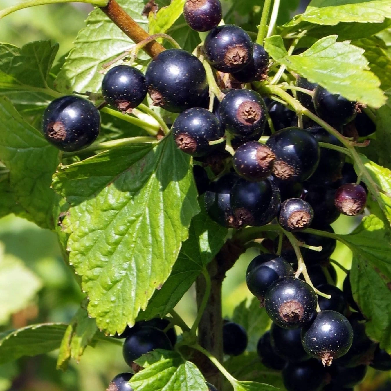 Ben Connan Blackcurrant Bush 3 Ben Connan Blackcurrant Bush