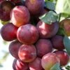 Victoria Plum Tree 1 Victoria Plum Tree -Soft Fruit Paradise FRU0106 1