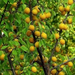 Oullins Golden Gage Plum Tree 10 Oullins Golden Gage Plum Tree -Soft Fruit Paradise FRU0112 1