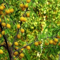 Oullins Golden Gage Plum Tree 12 Oullins Golden Gage Plum Tree -Soft Fruit Paradise FRU0112 2