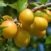Oullins Golden Gage Plum Tree -Soft Fruit Paradise FRU0112 4