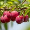Opal Plum Tree 1 Opal Plum Tree -Soft Fruit Paradise FRU0113 1