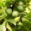 Old Greengage Plum Tree 2 Old Greengage Plum Tree -Soft Fruit Paradise FRU0117 4