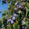 Merryweather Damson Tree 1 Merryweather Damson Tree -Soft Fruit Paradise FRU0120 1