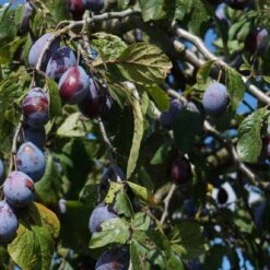 Merryweather Damson Tree 12 Merryweather Damson Tree -Soft Fruit Paradise FRU0120 2