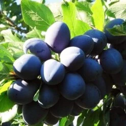 Merryweather Damson Tree 13 Merryweather Damson Tree -Soft Fruit Paradise FRU0121 5