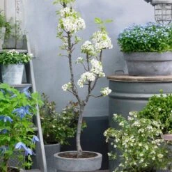 Doyenné Du Comice Pear Tree 11 Doyenné Du Comice Pear Tree -Soft Fruit Paradise FRU0124 4