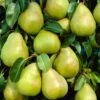 Doyenné Du Comice Pear Tree 1 Doyenné Du Comice Pear Tree -Soft Fruit Paradise FRU0124 5