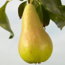 Concorde Pear Tree 12 Concorde Pear Tree -Soft Fruit Paradise FRU0130 1