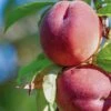 Red Haven Peach Tree -Soft Fruit Paradise FRU0132 1