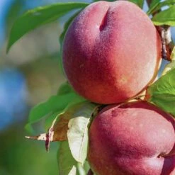 Red Haven Peach Tree