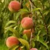 Peregrine Peach Tree 2 Peregrine Peach Tree -Soft Fruit Paradise FRU0133 1